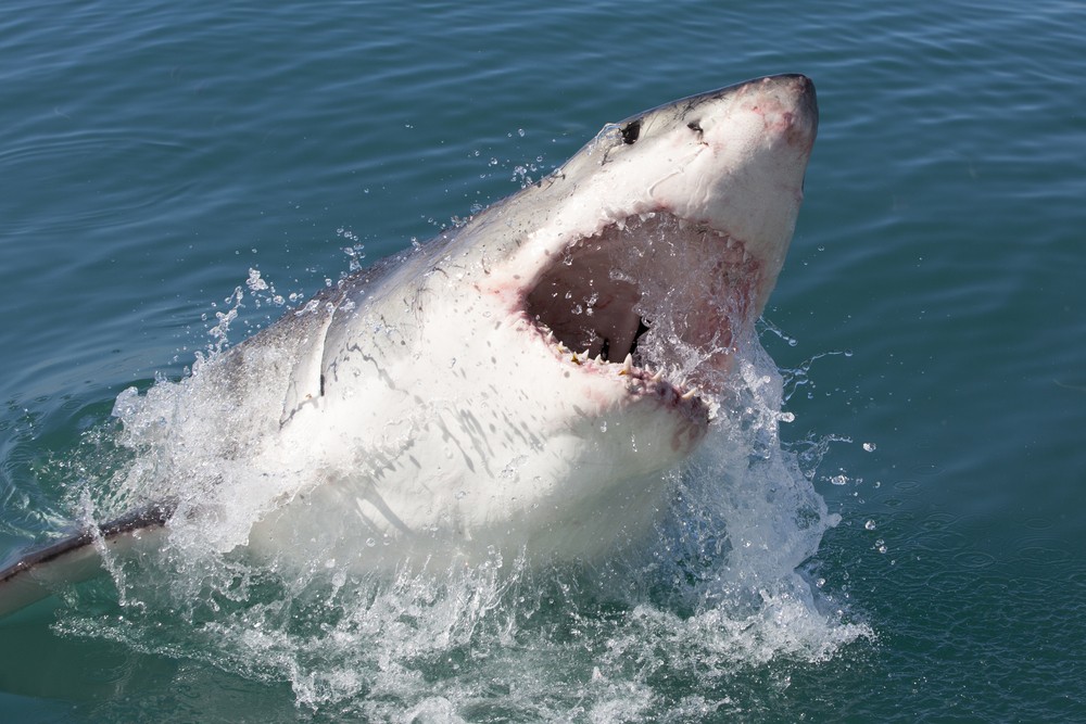 HT1. Couple left to die in shark-infested waters