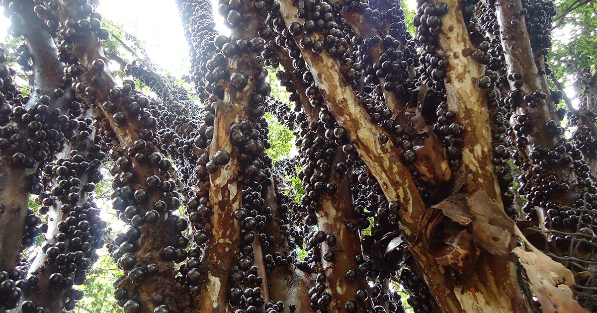 HT4. The jabuticaba fruit has an incredible health benefit