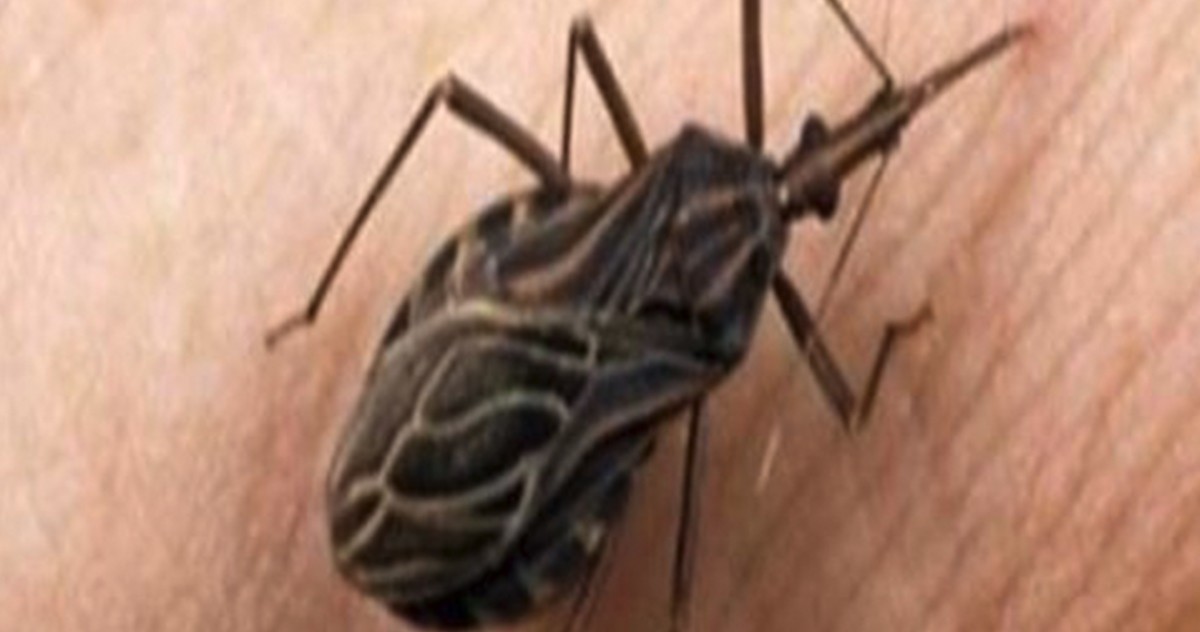 HT1. These bugs come out at nighttime, and attacking victims, they silently kill or leave them with a lifelong infection