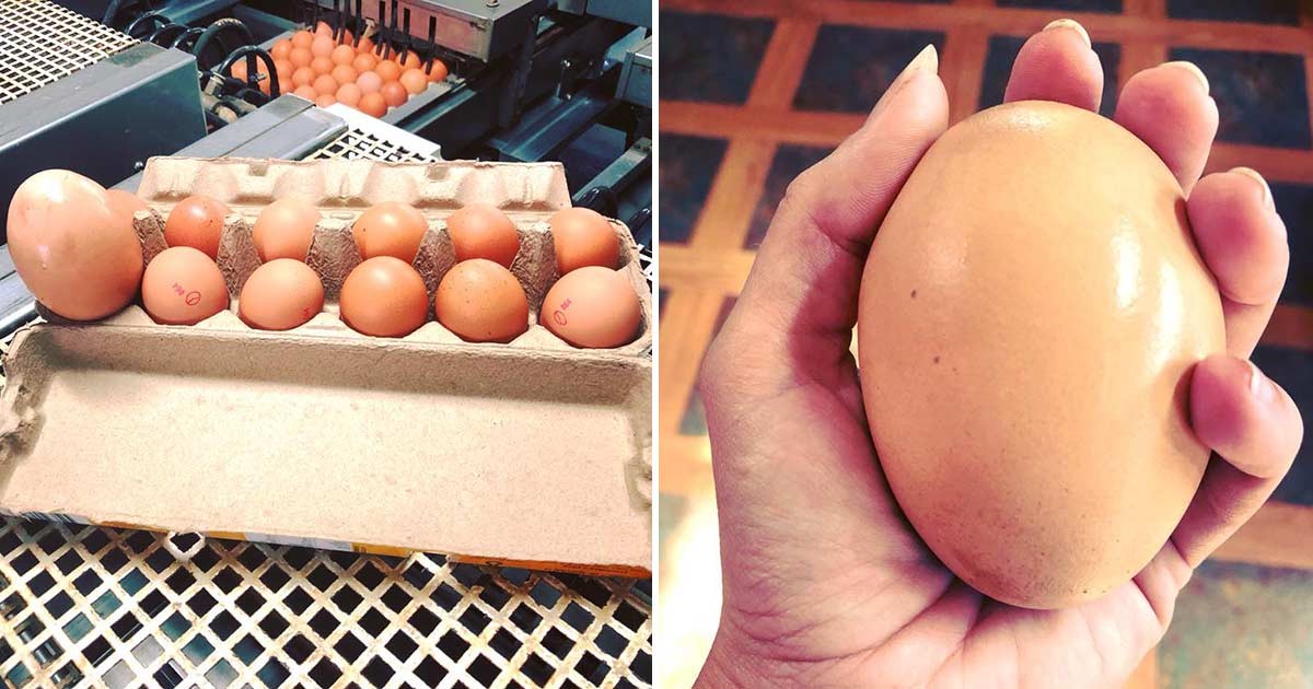 HT1. Farmer finds giant egg but what was inside was even more puzzling
