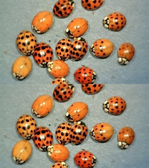 HT1. What It Means If You See a Yellow Ladybug: Symbolism, Science, and Natural Significance