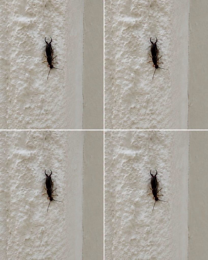 HT4. If You Find This Insect in Your Home, Here’s What It Could Mean