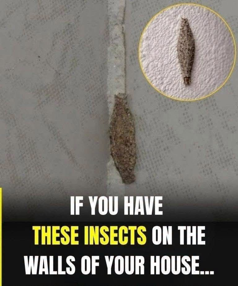 HT4. If these insects appear on the walls of your home, the cause is…