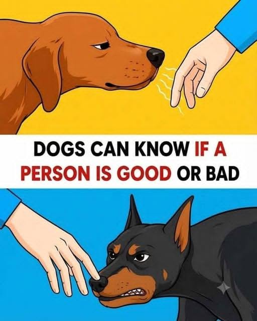 HT1. Can Dogs Really Sense a “Good” or “Bad” Person?