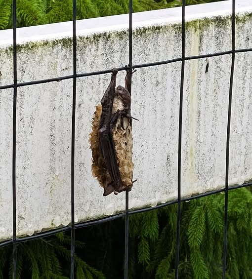 HT1. ‘Old girl’ hangs on a metal fence for 3 days until someone rescues her