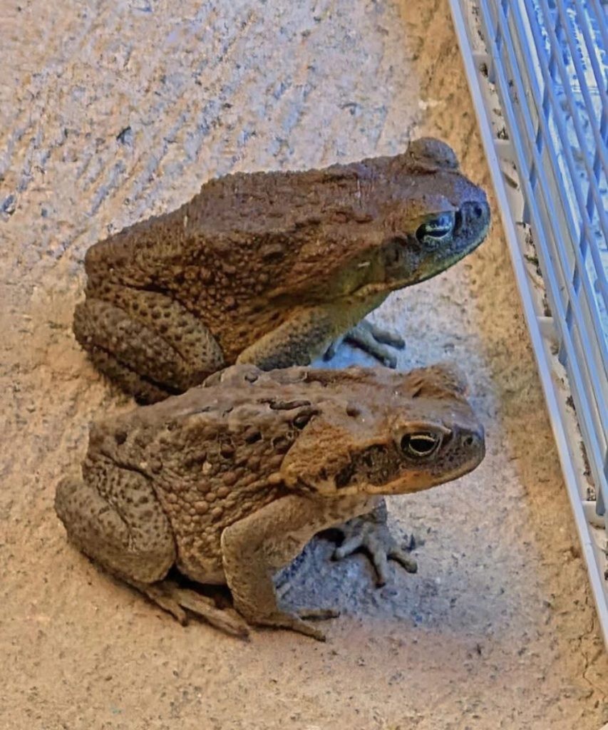 HT3. Why a Toad Might Appear in Your Home and What It Could Mean