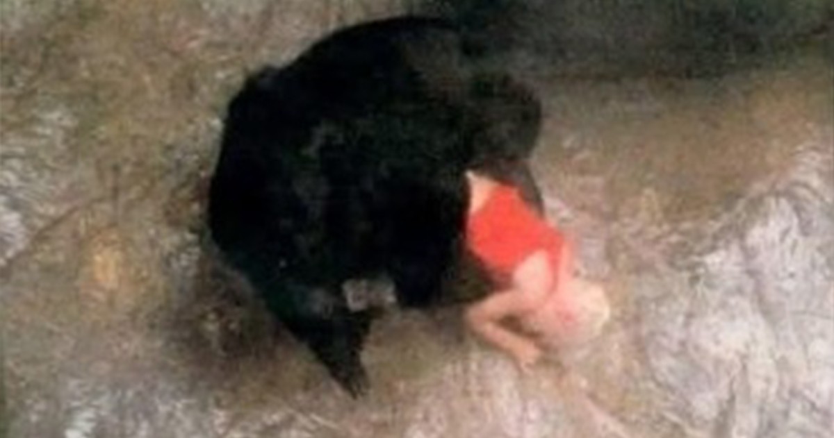 HT1. The story of Binti Jua: The gorilla who stunned the world