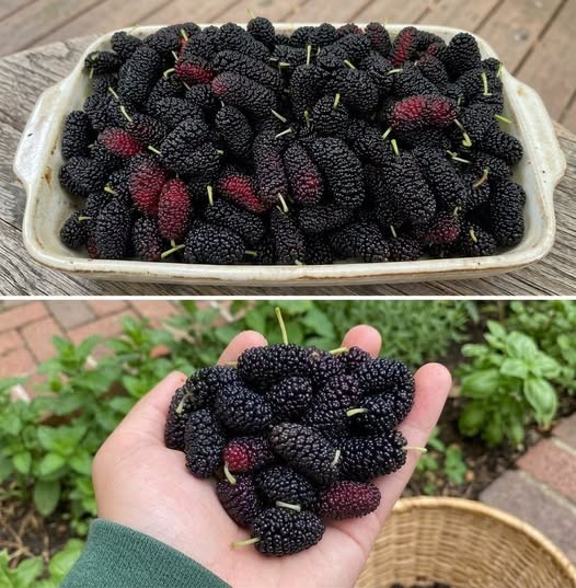HT1. Most People Don’t Know This Fruit Exists