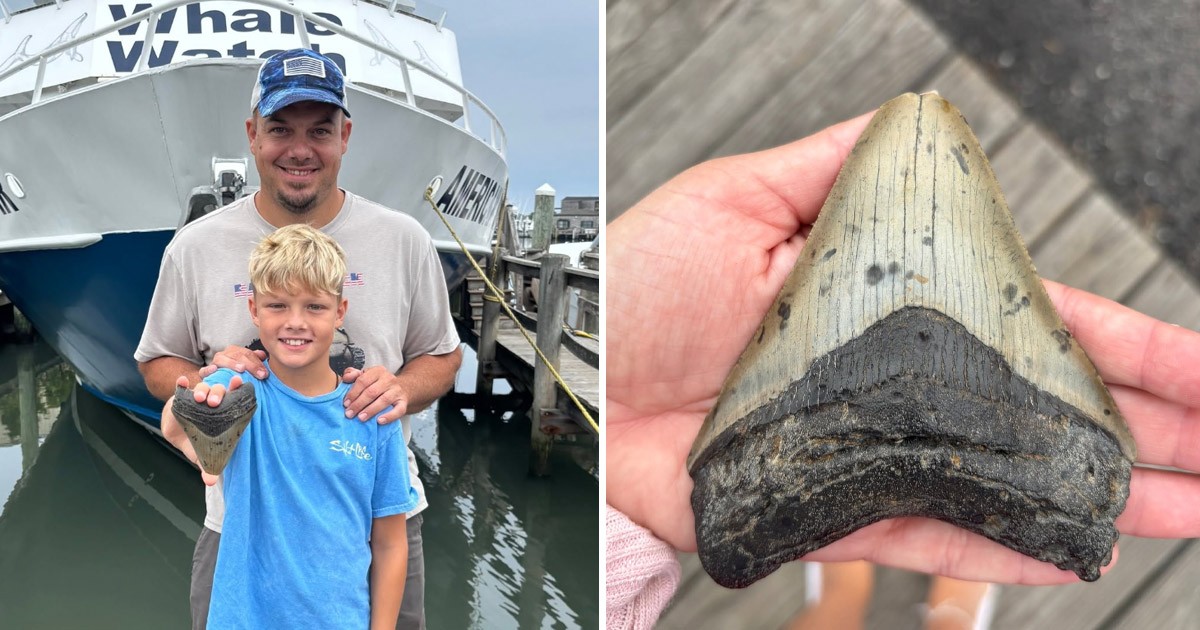 HT1. 11-year-old boy finds huge tooth of Megalodon extinct for millions of years