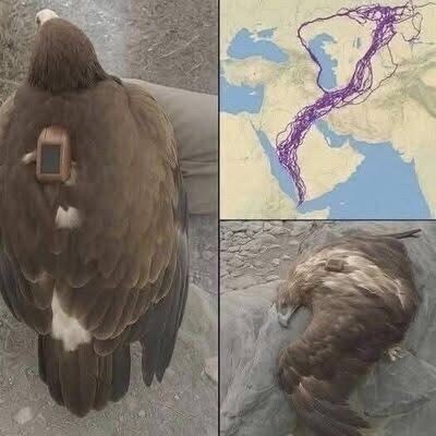 HT3. Scientists Tracked an Eagle for 20 Years—What They Learned