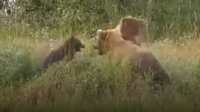HT1. Female brown bear seen killing and eating spring cub at national park