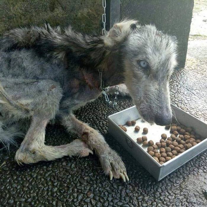 ST1. This abused husky was found so malnourished she looked like a skeleton