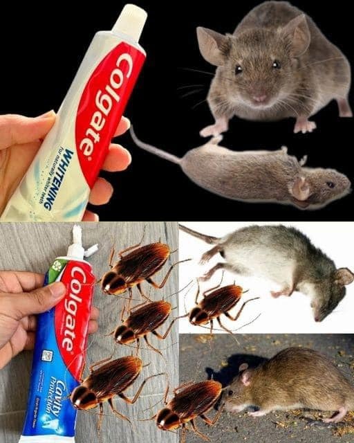 HT3. How to eliminate cockroaches and ants with the toothpaste trick…