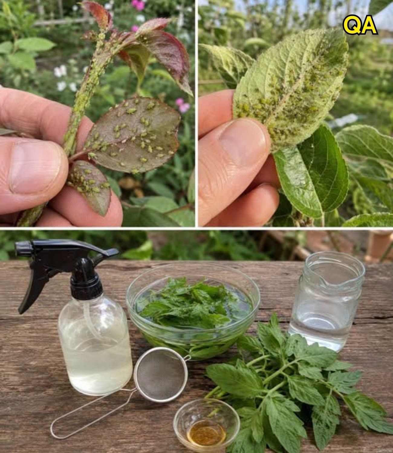 HT1. Natural Aphid Control: How to Make a Tomato Leaf Spray