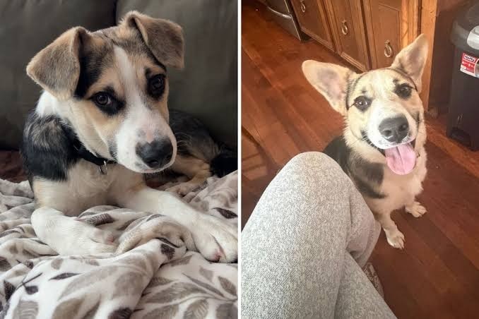 ST4. Two Dogs Had Lost Their Spark — Until an Unexpected Encounter at the Park Changed Their Day