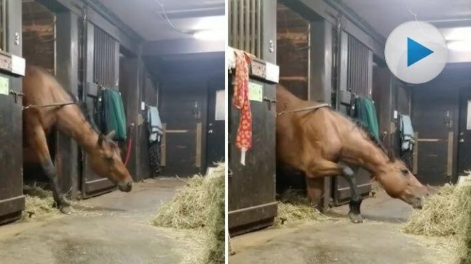 HT1. A brave horse rushed out to save a boy from a mountain lion attack, becoming