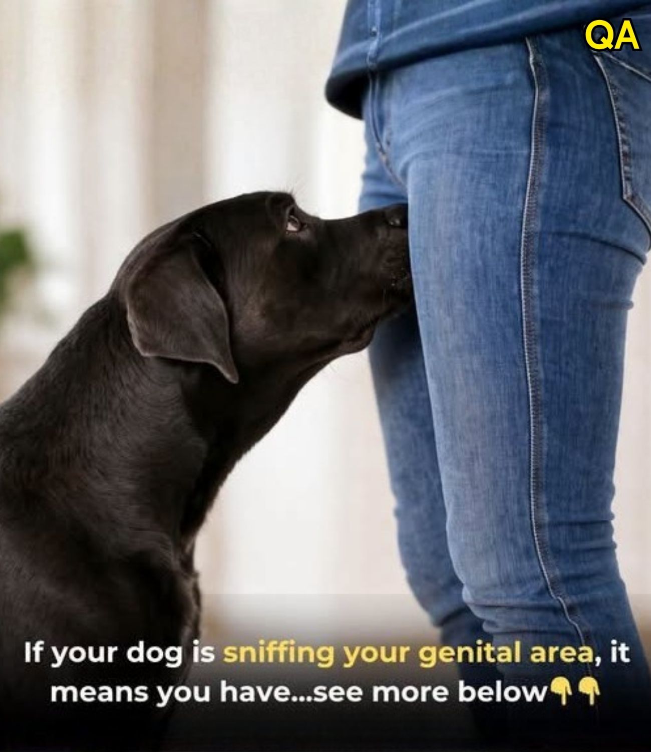 HT1. If your dog is sniffing your crotch, here’s what it means…