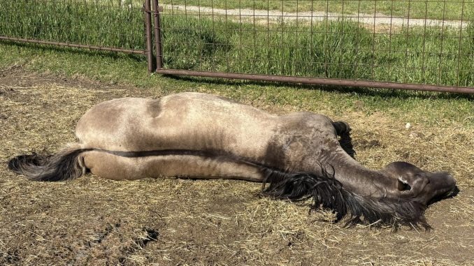 HT1. Remembering Axle: The Stallion Who Built a Legacy of Trust, Love, and Horsemanship