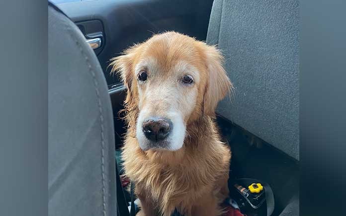 ST2. Owner makes last stop at animal shelter with 14-yr-old dog before driving away without looking back