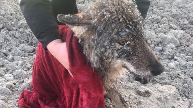 HT2. Three Workers rescue a Wild Wolf struggling in the icy Waters!