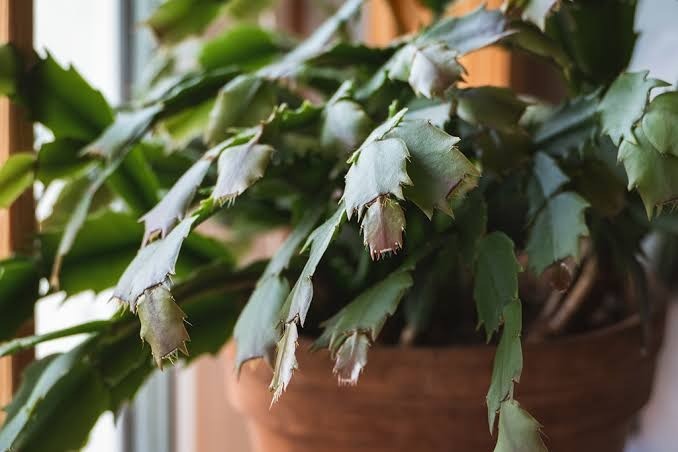 HT4. 7 Reasons Why The Leaves On Your Christmas Cactus Are Turning Limp And How To Fix It