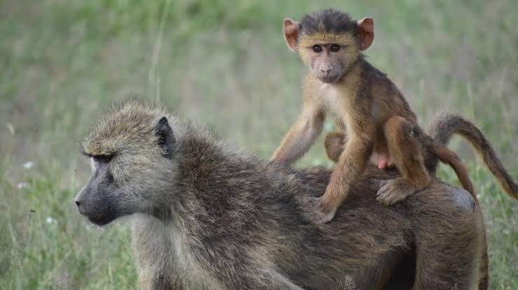ST2. Monkeys and Their Powerful Protective Bonds: What a Dramatic Wildlife Encounter Can Teach Us