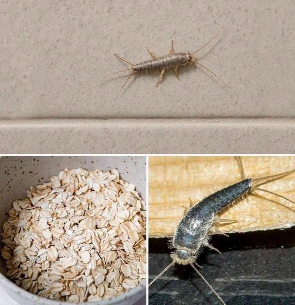 HT1. That Tiny Silver Bug at Night May Be Telling You Something About Your Home