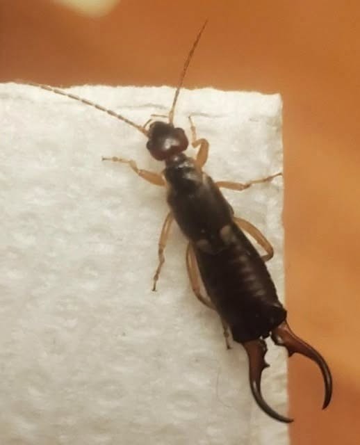 HT1. The Tiny Creature That Caused Big Fear