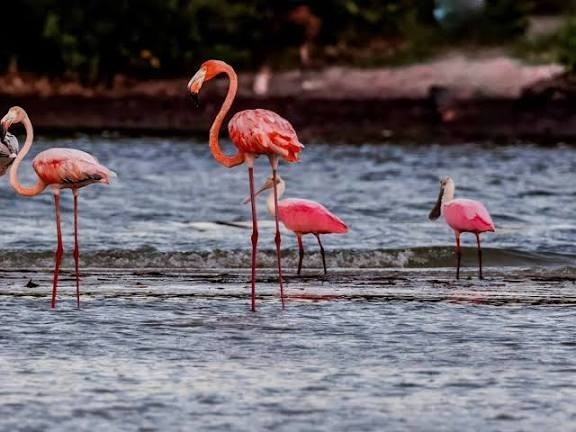 ST4. Everglades Guide and His Dog Help a Flamingo in a Remarkable Wildlife Encounter