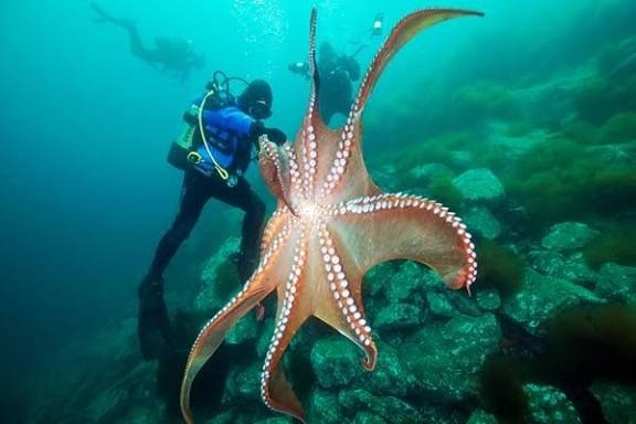 ST1. When an Octopus Climbed Onto a Swimmer: The Science Behind a Strange Ocean Encounter