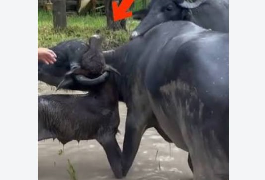 ST1. Calf Gets Trapped in a Bull’s Horns: The Farmer’s Quick Response