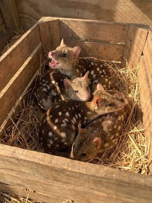 HT3. Gang finds unusually spiky creatures in nest – takes a closer look and jaws drop when they realize what kind of animals they are