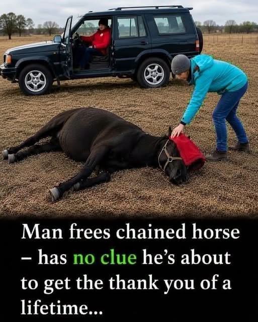 HT4. A Vet Freed a Chained Wild Horse in Romania What Happened Next Was Unforgettable