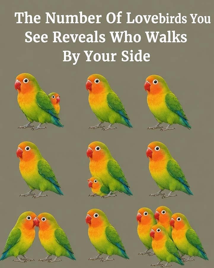 HT4. The Number Of Parrot You See Reveals Who Walks By Your Side
