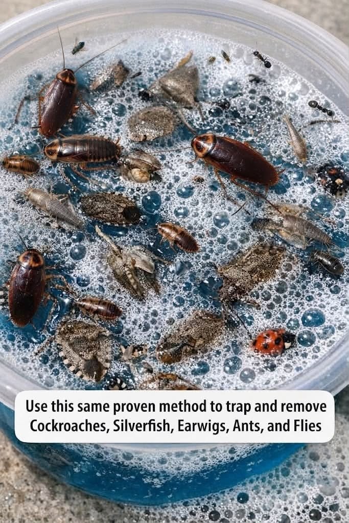 HT4. Leave this 1 mixture on your windowsill and get rid of stink bugs, ladybugs, and window pests