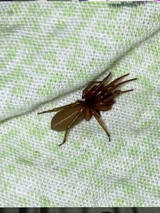 HT4. Meet the Red-Fanged Wandering Spider