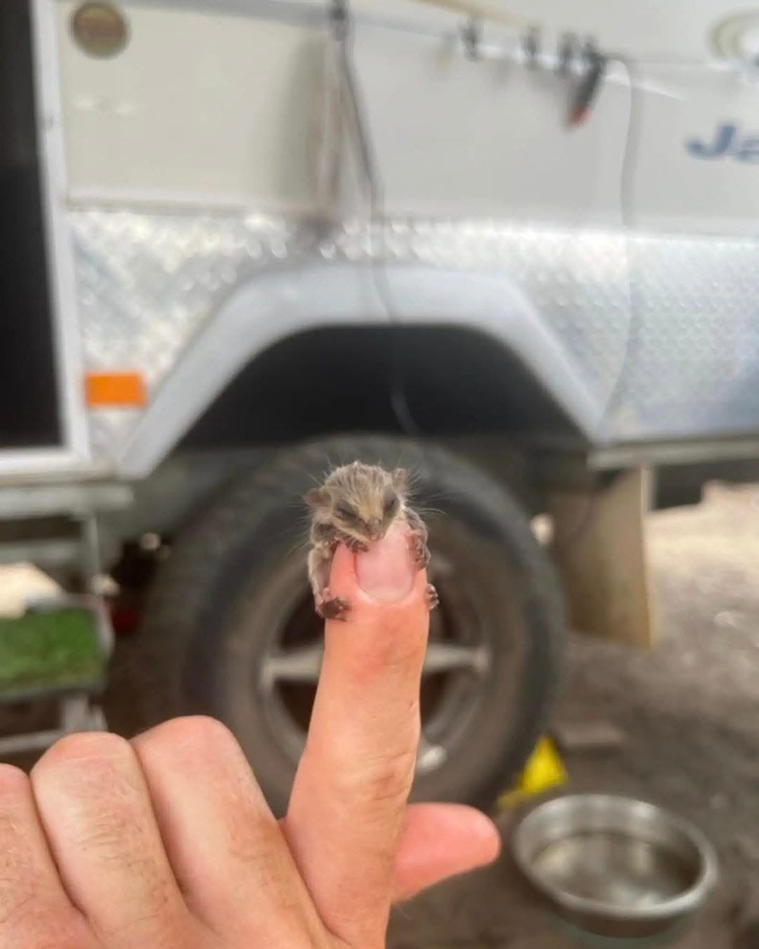 HT1. Campers Find A Mystery Baby The Size Of A Fingernail Struggling In The Dirt