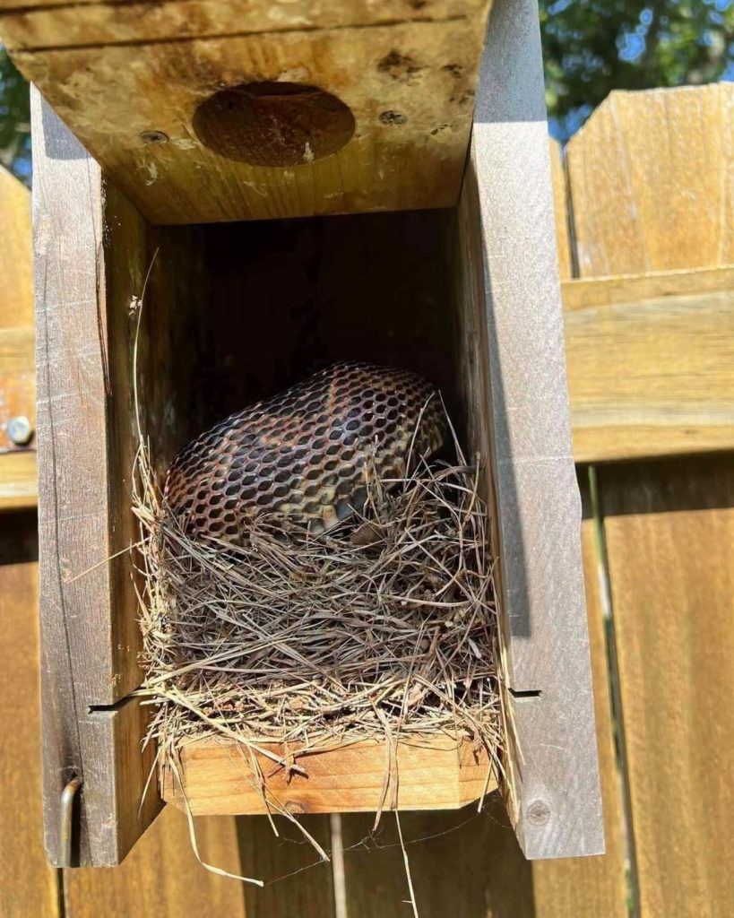 HT4. 10 Easy Ways to Make Your Yard Less Attractive to Snakes