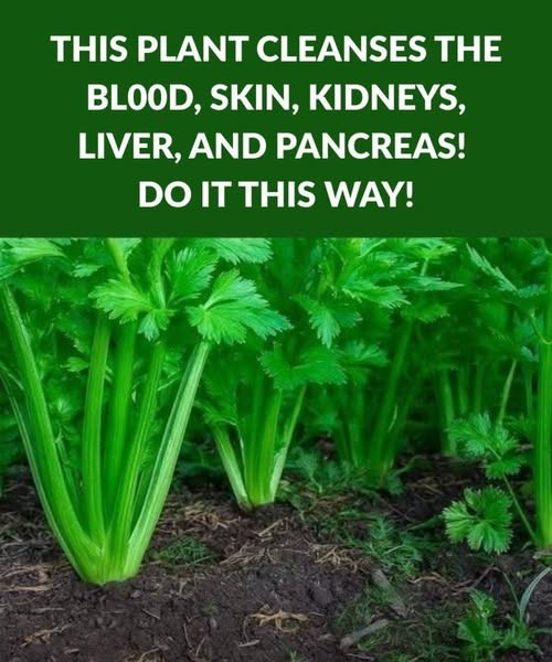 HT1. This plant for the brain and digestion