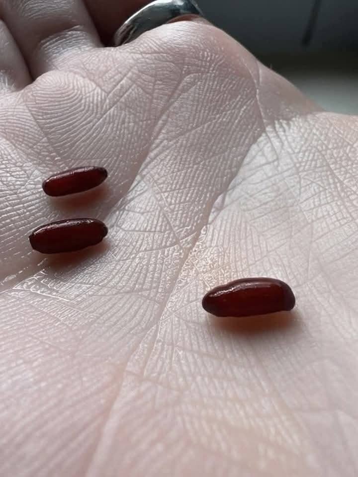 HT1. I just found this thing on my bed. It’s kind of freaking me out. What is it?