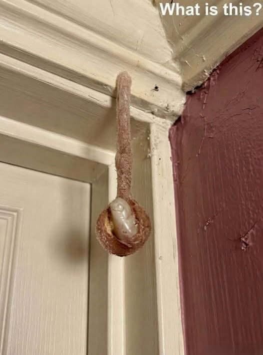 HT4. The Hidden Architect: Discovering a Mud Dauber Nest in a Hotel Room (And Why It’s a Moment of Wonder, Not Fear)