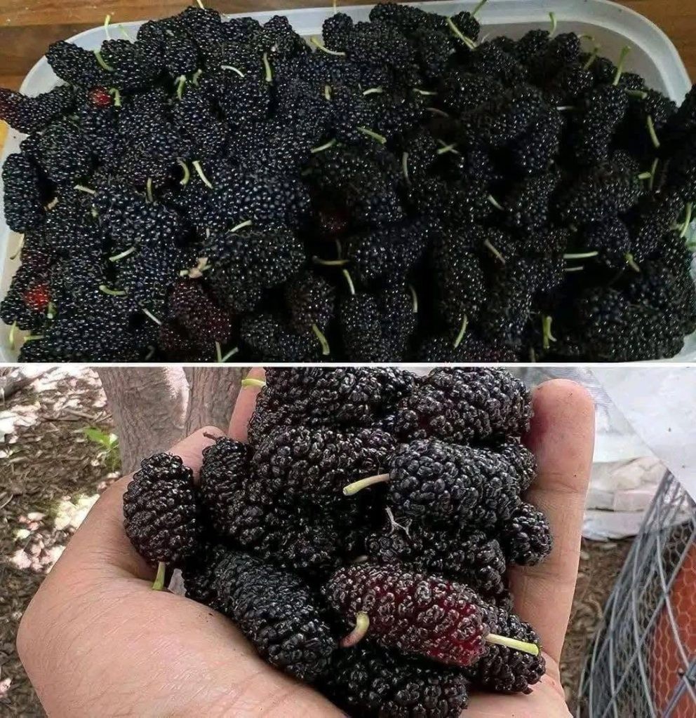 HT1. Think These Are Blackberries Take a Closer Look at These Tiny Black Fruits