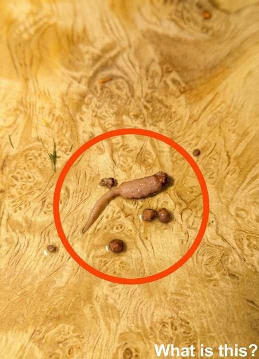 HT1. THE DINNER TABLE NIGHTMARE: I Was Cooking Ground Beef for My Kids When I Spotted Something That Nearly Stopped My Heart