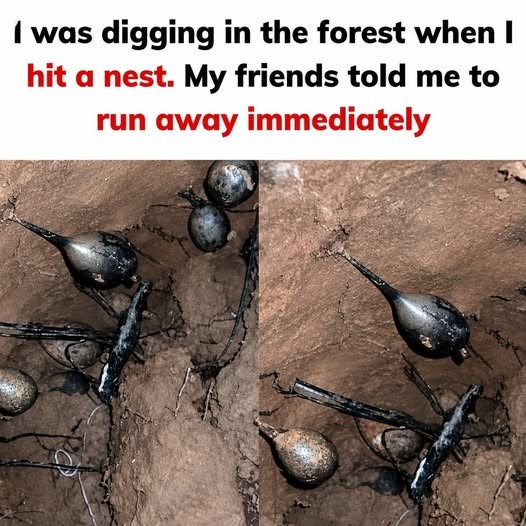 HT1. I was digging in the forest when I hit a nest. My friends told me to run away immediately