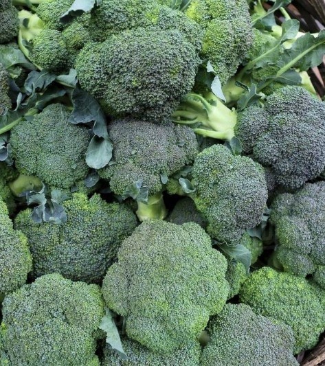 HT1. Doctors reveal that eating broccoli causes …