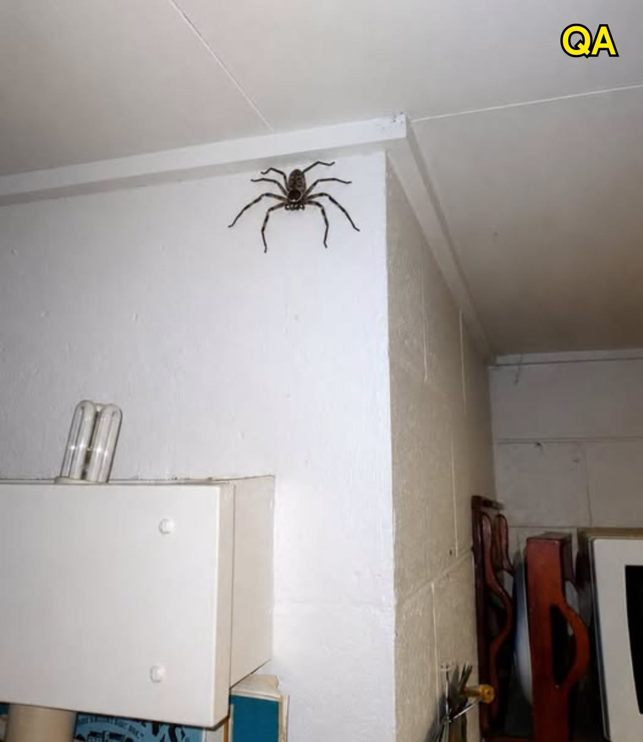 HT4. AN. A Woman Found Hundreds of Baby Huntsman Spiders in Her House — Her Reaction Wasn’t What You’d Expect