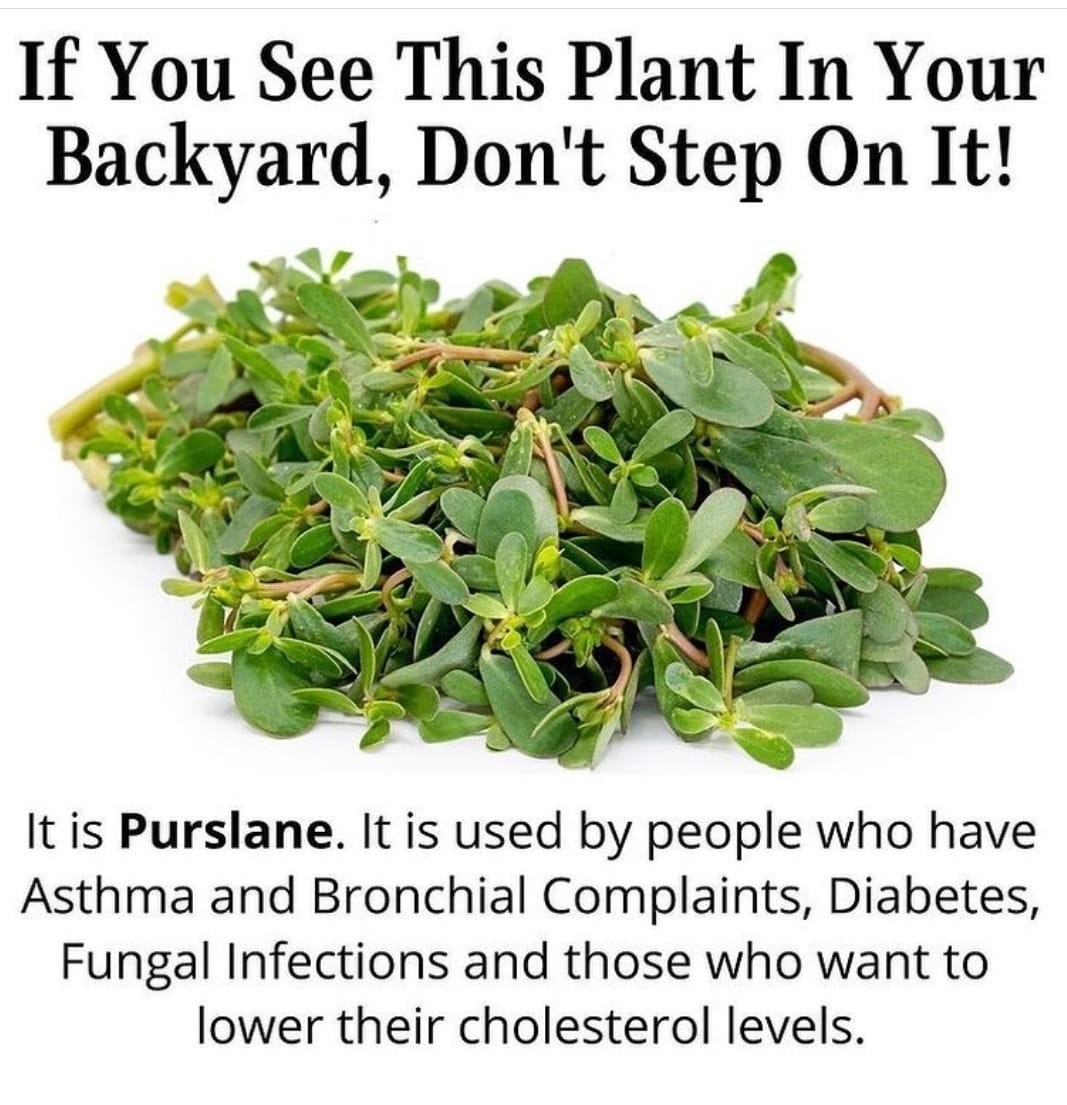 HT4. Purslane: The Underestimated Superfood with Maximum Health Benefits … See more