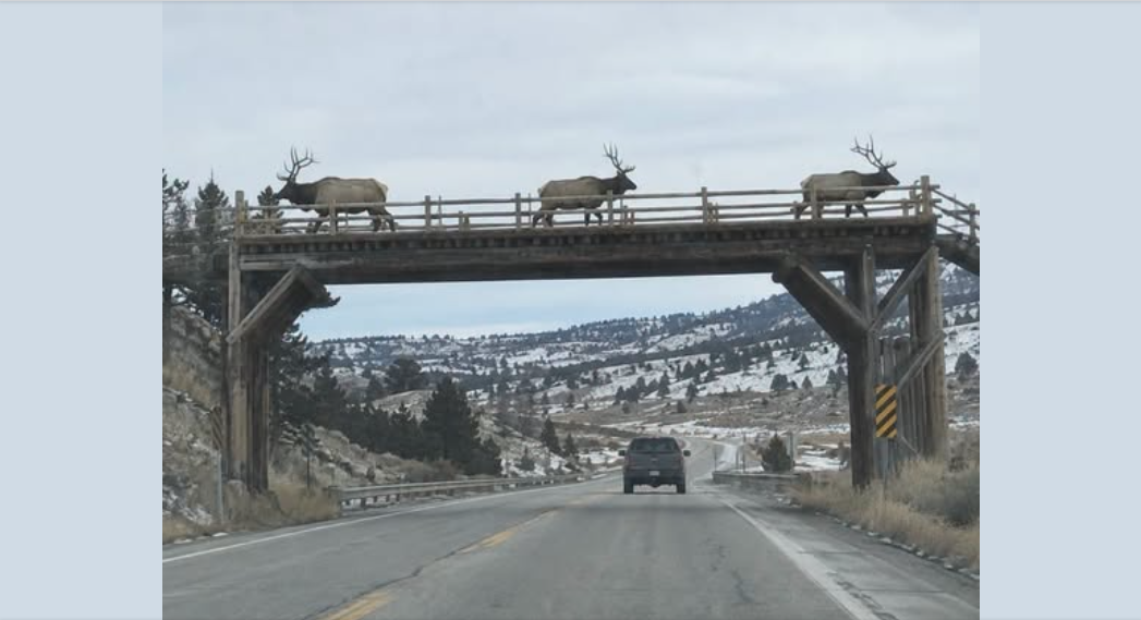 AN. Wyoming Man Builds Private Wildlife Crossing After Getting Tired of Waiting for Elk!
