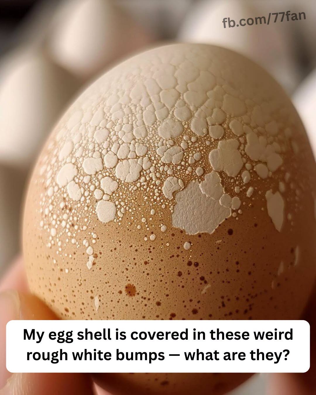 HT4. Why Are There Weird White Bumps on My Eggshells? (And Should You Worry?)