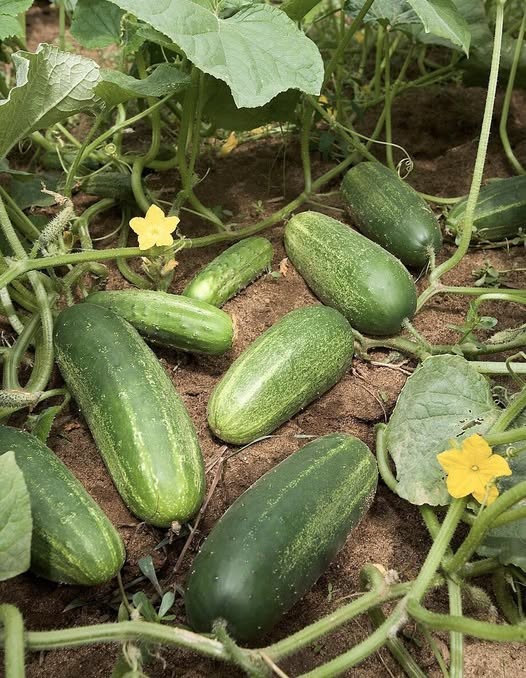 HT1. DOCTORS FINALLY REVEAL THE HIDDEN IMPACT OF EATING CUCUMBERS EVERY DAY